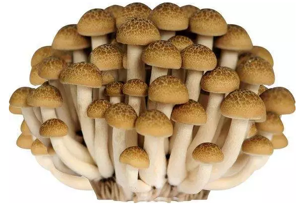 http://m.pilancui.cn/ewebeditor/uploadfile/20170914091421667001.png